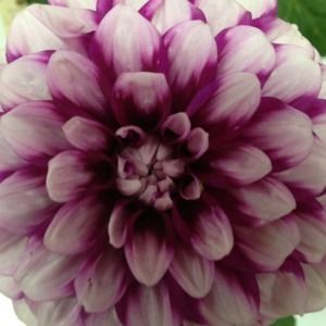 Meet your Posher, Lora